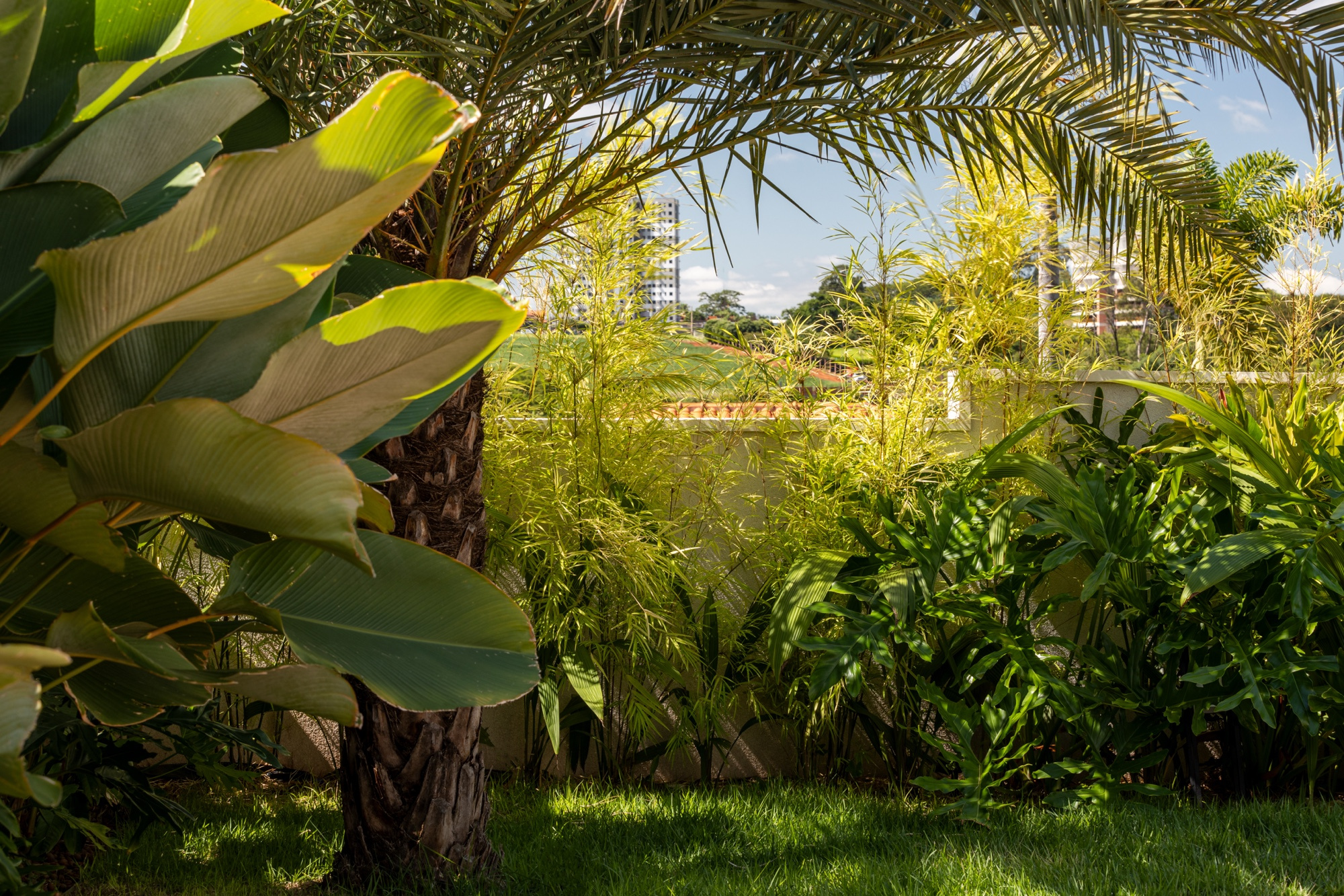 Jardim tropical visto em contraluz no fim da tarde, com folhas largas de bananeira, copa de palmeira sobre a cena e gramado verde na base.