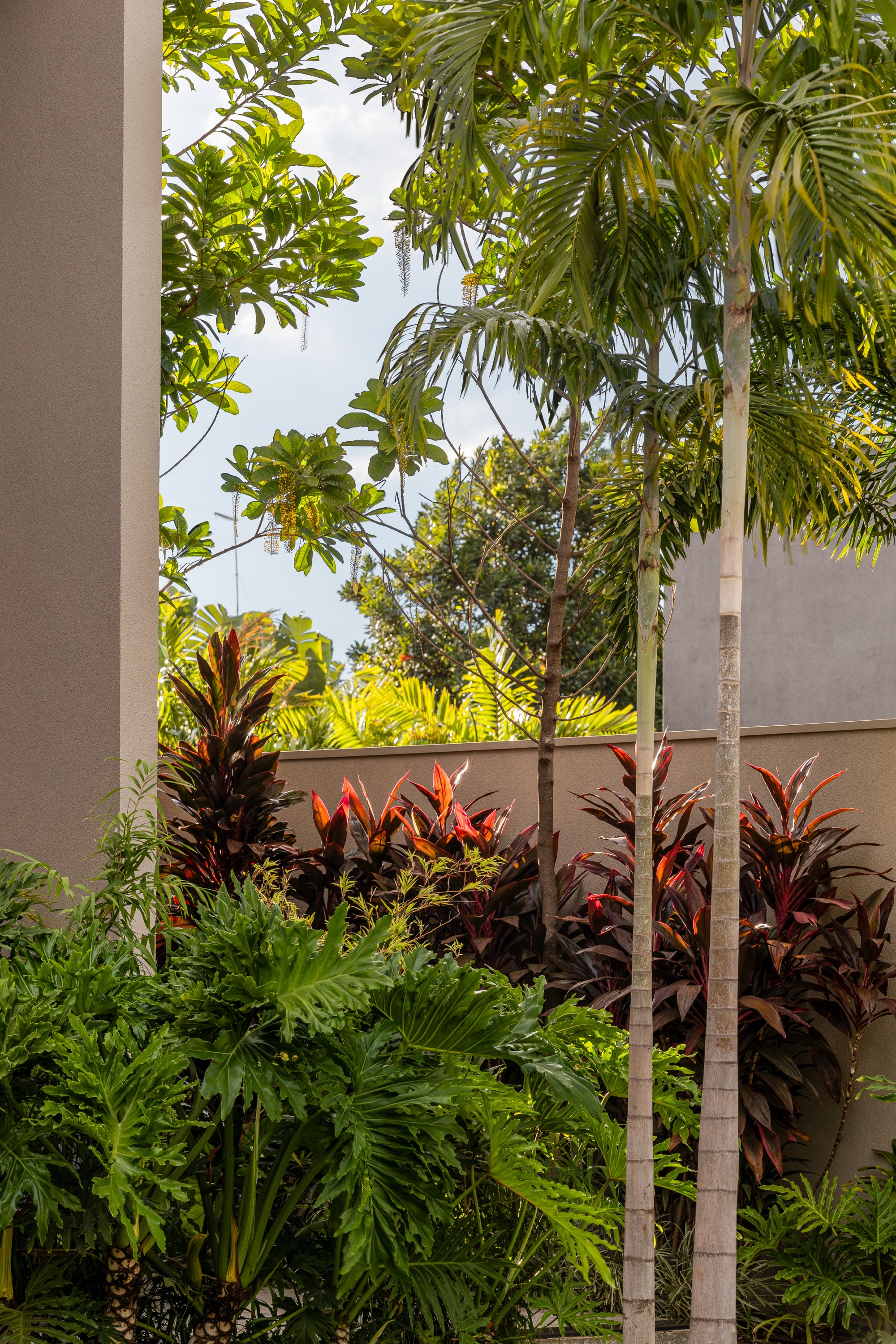 Massa de folhagem tropical com crótons avermelhados, folhas recortadas de philodendron e palmeiras finas entre as paredes da casa.