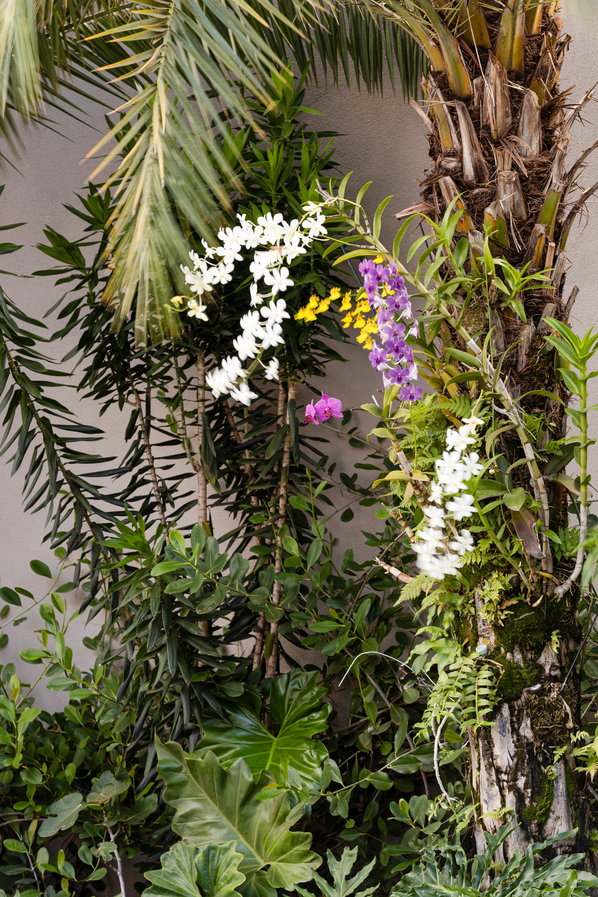 Orquídeas brancas, lilases e amarelas floridas amarradas ao tronco de uma palmeira, entre folhagens densas.