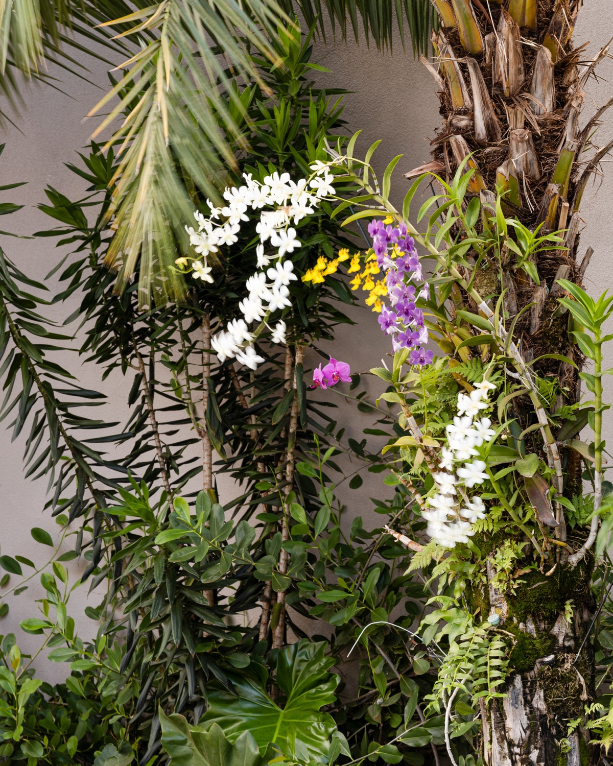 Orquídeas brancas, lilases e amarelas floridas amarradas ao tronco de uma palmeira, entre folhagens densas.